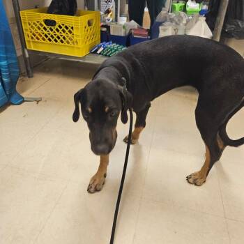 Mixed Breed Dogs Available for Adoption in Lake Panasoffkee, Florida - Hershey | PetCurious