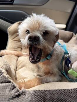 Arnold -  Maltese Dog for Adoption in Alafaya, Florida - Arnold | PetCurious