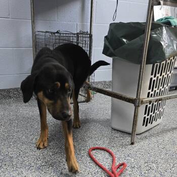 Rescue Hound Dogs for Adoption in Yanceyville, North Carolina - Fumex 25-1738 | PetCurious