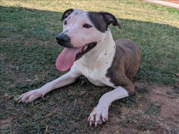 Pit Bull Terrier and Mixed Breed Dogs Available for Adoption in Grovetown, Georgia - ASHLEY | PetCurious