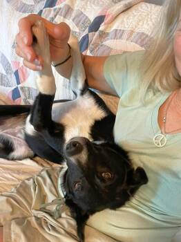 Mint -  Border Collie Dog for Adoption in Minnetrista, Minnesota - Mint | PetCurious