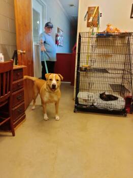 Rescue Labrador Retriever Dogs for Adoption in Brookeville, Maryland - Carlos | PetCurious