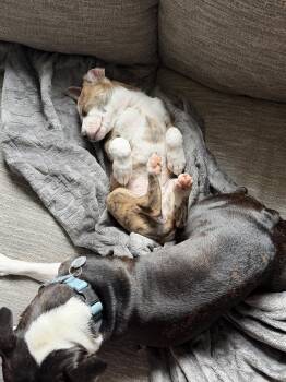 Labrador Retriever Dogs Available for Adoption in The Woodlands, Texas - Bailey | PetCurious