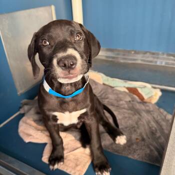 Debo -  Retriever and Mixed Breed Dog Available for Adoption in Yuma, Arizona - Debo | PetCurious