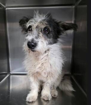 Grey Beard -  Norfolk Terrier Dog for Adoption in Sedalia, Colorado - Grey Beard | PetCurious