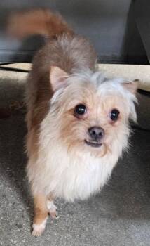 Yorkshire Terrier and Chihuahua Dogs Available for Adoption in East Hartford, Connecticut - Chaplin | PetCurious