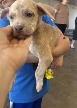 Blondie -  Labrador Retriever Dog for Adoption - Blondie | PetCurious