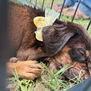 Rescue Labrador Retriever and Standard Poodle Dogs for Adoption in Aledo, Texas - Moose | PetCurious