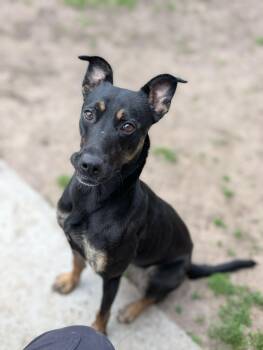Doberman Pinscher and Whippet Dogs Available for Adoption in Junction City, Kansas - Dove | PetCurious