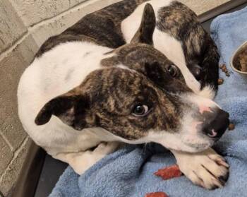 Rescue Cattle Dog Dogs for Adoption in Hollister, Missouri - Marley | PetCurious