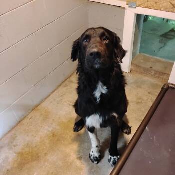 Great Pyrenees Dogs Available for Adoption in Trenton, Georgia - BOSCOE | PetCurious