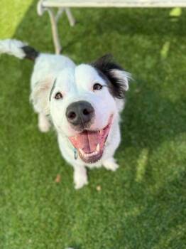 Border Collie and Pit Bull Terrier Dogs Available for Adoption - Chiqui - 2 | PetCurious