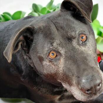 Rescue Labrador Retriever Dogs for Adoption in Mountain City, Tennessee - Chop | PetCurious