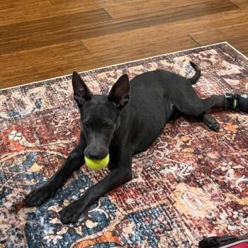 Mazapan -  Mixed Breed Dog for Adoption in Bentonville, Arkansas - Mazapan | PetCurious