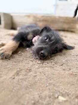 Gravy -  Schnauzer and Mixed Breed Dog for Adoption in Severance, Colorado - Gravy | PetCurious