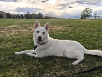 Shepherd and Husky Dogs Available for Adoption in Broomfield, Colorado - JOSIE | PetCurious
