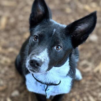 Combs -  Cattle Dog and Border Collie Dog for Adoption in Boerne, Texas - Combs | PetCurious