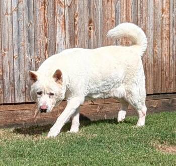 Akira A220813 -  Akita Dog for Adoption in Plano, Texas - Akira A220813 | PetCurious