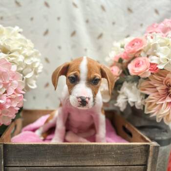 Ryan -  Hound Dog for Adoption in Newberg, Oregon - Ryan | PetCurious