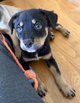 BEAR -  Shepherd Dog for Adoption in Broomfield, Colorado - BEAR | PetCurious