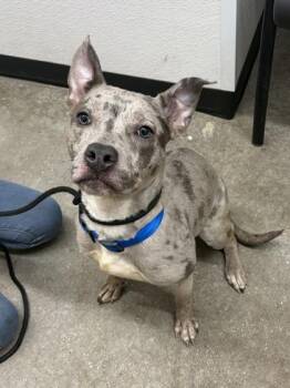 Mixed Breed Dogs Available for Adoption - Jacie | PetCurious