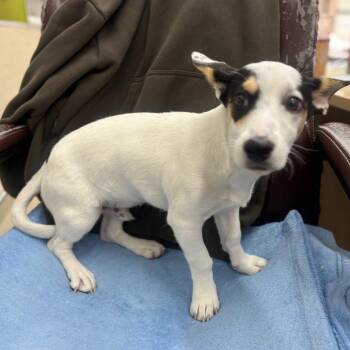 Rat Terrier and Mixed Breed Dogs Available for Adoption in Richmond, California - SNOOPY | PetCurious