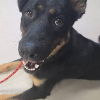 Tippy -  Australian Kelpie and Mixed Breed Dog for Adoption in Grand Junction, Colorado - Tippy | PetCurious