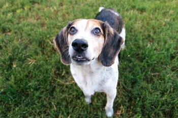 Marvin-CO -  Beagle Dog for Adoption in Magnolia, Texas - Marvin-CO | PetCurious
