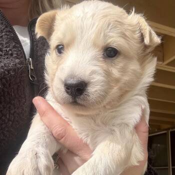 Husky and Mixed Breed Dogs Available for Adoption - 177 (2026) Butters | PetCurious