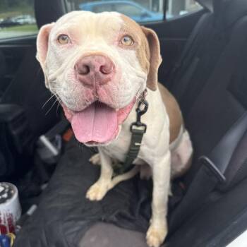 Cold Brew -  Boxer Dog for Adoption in Greensboro, North Carolina - Cold Brew | PetCurious