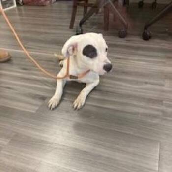 YORK-Stray-15919 -  Pit Bull Terrier Dog for Adoption in York, Pennsylvania - YORK-Stray-15919 | PetCurious