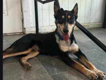 Mello -  Mixed Breed Dog for Adoption in Dallas, Texas - Mello | PetCurious