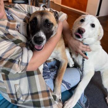 Mixed Breed Dogs Available for Adoption in Chicago, Illinois - Tulip | PetCurious
