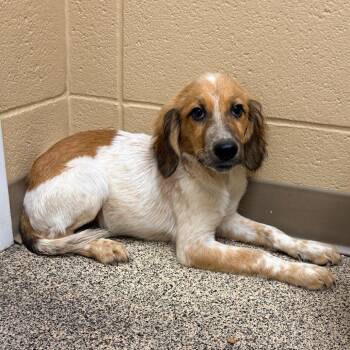 Darien -  Mixed Breed Dog for Adoption in Brentwood, Missouri - Darien | PetCurious