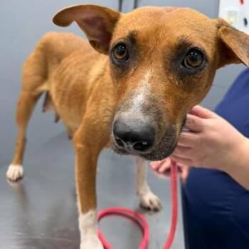 Justice C627 -  Beagle Dog for Adoption in Allen, Texas - Justice C627 | PetCurious