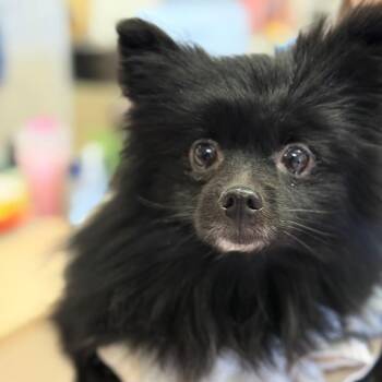Pomeranian Dogs Available for Adoption in Fort Smith, Arkansas - Joe Dirt | PetCurious