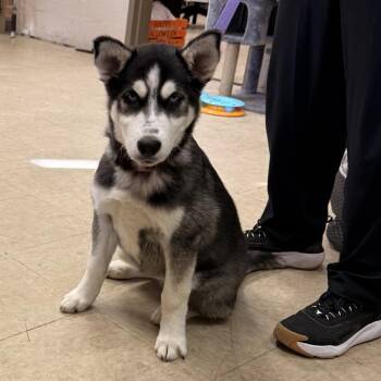 Willmeena -  Husky Dog for Adoption in Birmingham, Alabama - Willmeena | PetCurious