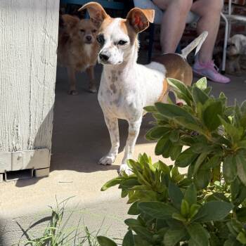 Chihuahua Dogs Available for Adoption in Citrus Heights, California - Pat | PetCurious