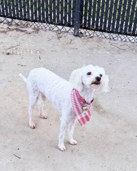 Maltese Dogs Available for Adoption in Richmond, Texas - Hei Hei | PetCurious