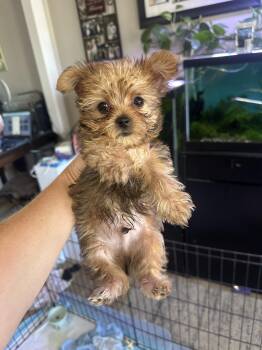 Morgan -  Yorkie Poo Dog for Adoption in Beaverton, Oregon - Morgan | PetCurious