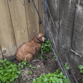 Terrier and Mixed Breed Dogs Available for Adoption - Penny | PetCurious