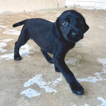 Latte 3922 -  Black Labrador Retriever Dog for Adoption in Loxahatchee Groves, Florida - Latte 3922 | PetCurious