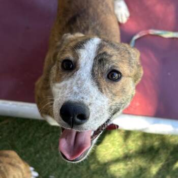 Carolina - Butler Campus -  Mixed Breed Dog for Adoption in Flagstaff, Arizona - Carolina - Butler Campus | PetCurious