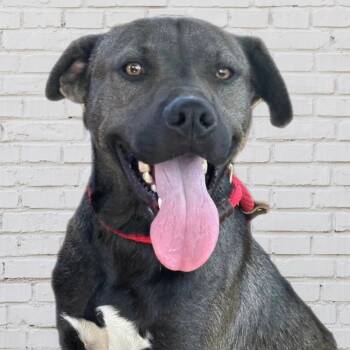 Rescue Labrador Retriever and Mixed Breed Dogs for Adoption in Hagerstown, Maryland - Zion | PetCurious