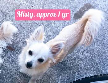 Chihuahua Dogs Available for Adoption in Plano, Texas - Misty | PetCurious