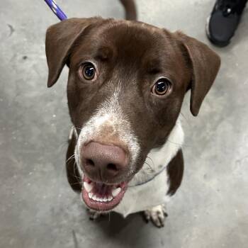 Cattle Dog Dogs Available for Adoption in Tampa, Florida - Chip | PetCurious