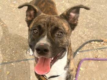 Jax -  Mixed Breed Dog for Adoption in Georgetown, Texas - Jax | PetCurious