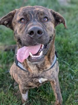Dante -  Mastiff and American Staffordshire Terrier Dog for Adoption in Healdsburg, California - Dante | PetCurious