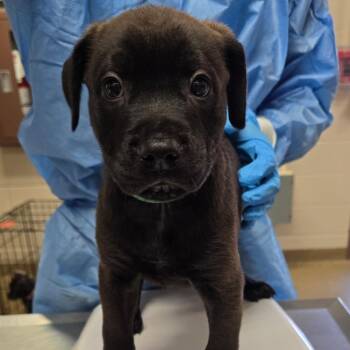 Lassen -  Labrador Retriever and Mixed Breed Dog for Adoption in San Antonio, Texas - Lassen | PetCurious