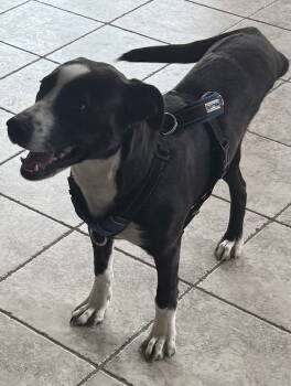 Rescue American Staffordshire Terrier and Labrador Retriever Dogs for Adoption in Walnutport, Pennsylvania - Oreo | PetCurious